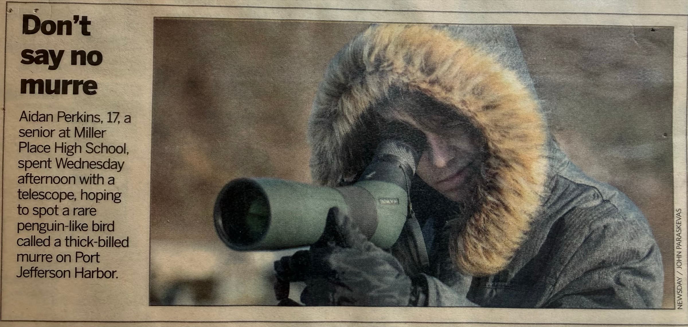 Newsday clipping: 17-year-old Aidan Perkins on Port Jefferson Harbor with a spotting scope, photographed by John Paraskevas, captioned 'Don't say no murre.'